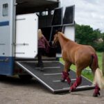 How to keep your horse calm during travel