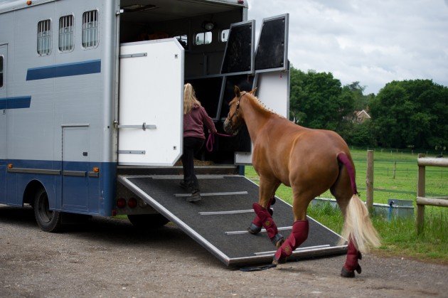 How to keep your horse calm during travel